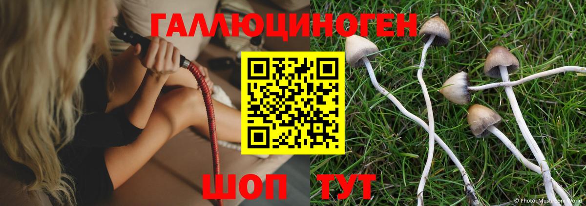Галлюциногенные грибы Psilocybine cubensis Реутов